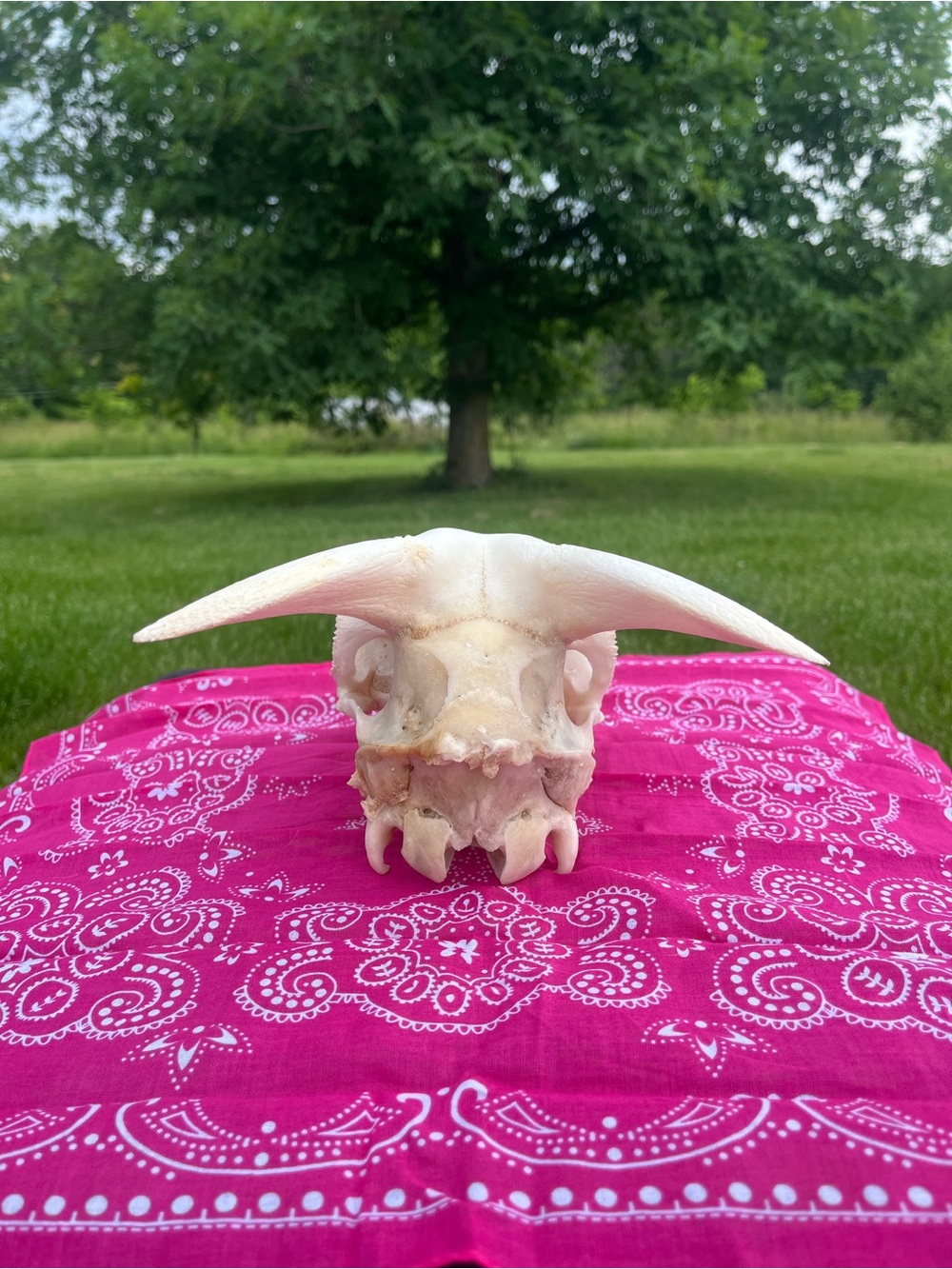Goat Skull with Original Horns - Animal Bones - Taxidermy - Blue Bandana - Picture 7 of 11